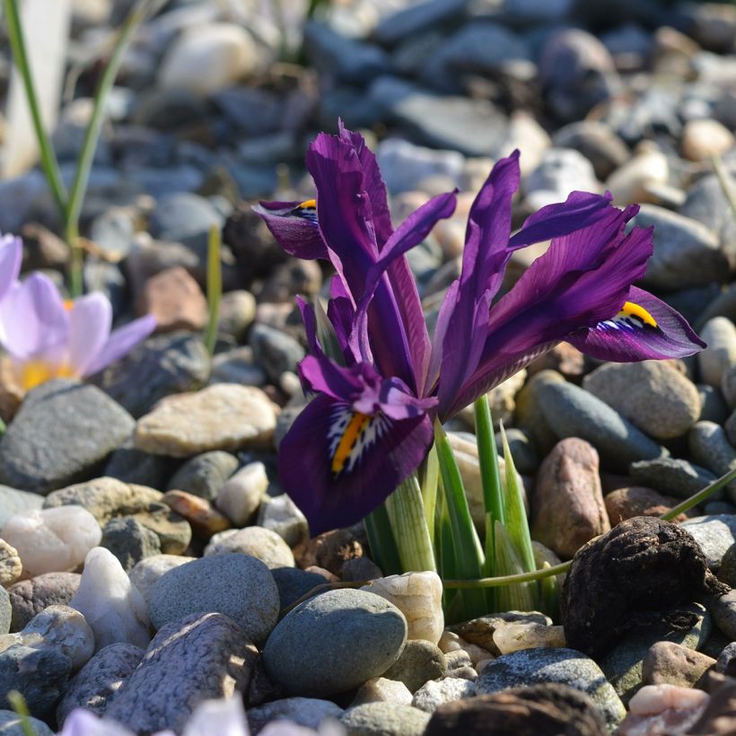 Iris reticulata Scent Sational (Plant habit)