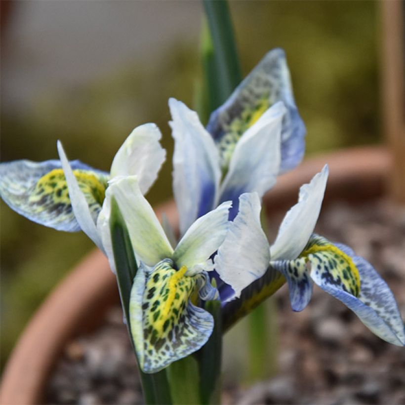 Iris reticulata Splish Splash (Flowering)