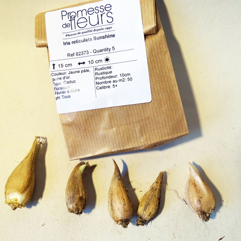 Example of Iris reticulata Sunshine Bulb size 5+ specimen as delivered