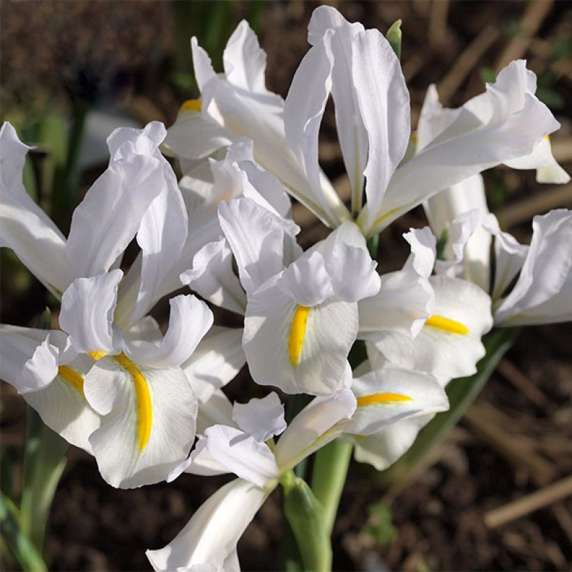 Iris reticulata White Caucasus - Netted iris (Flowering)