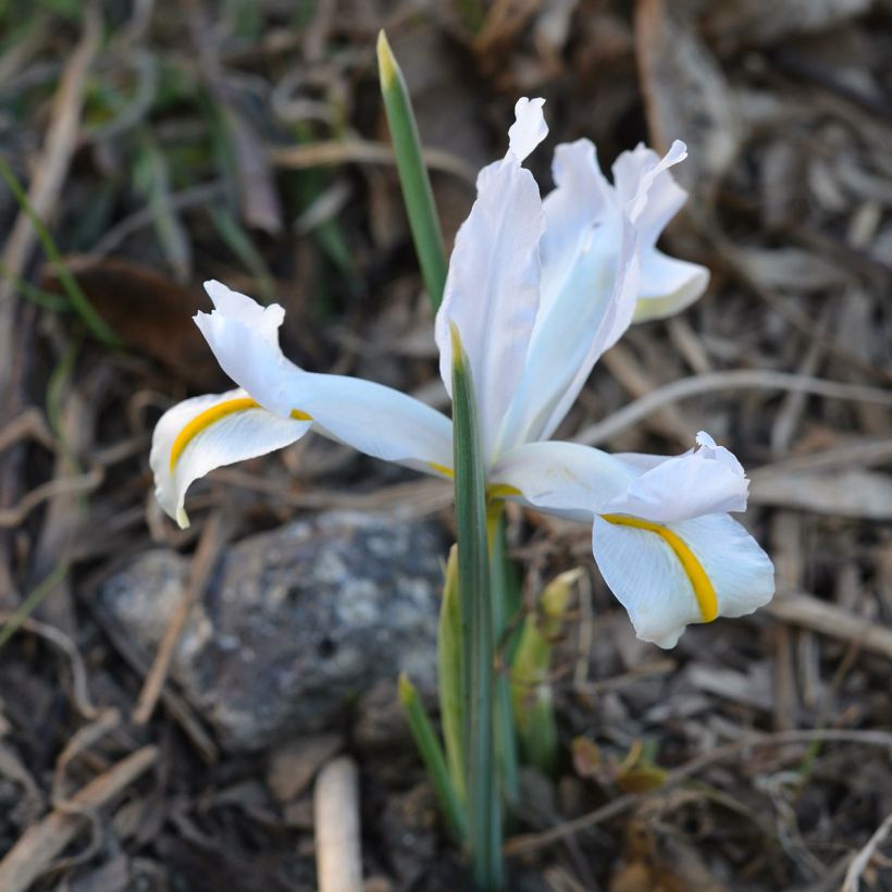 Iris reticulata White Caucasus - Netted iris (Plant habit)