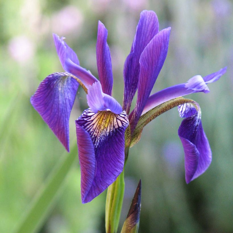 Iris robusta Dark Aura (Flowering)
