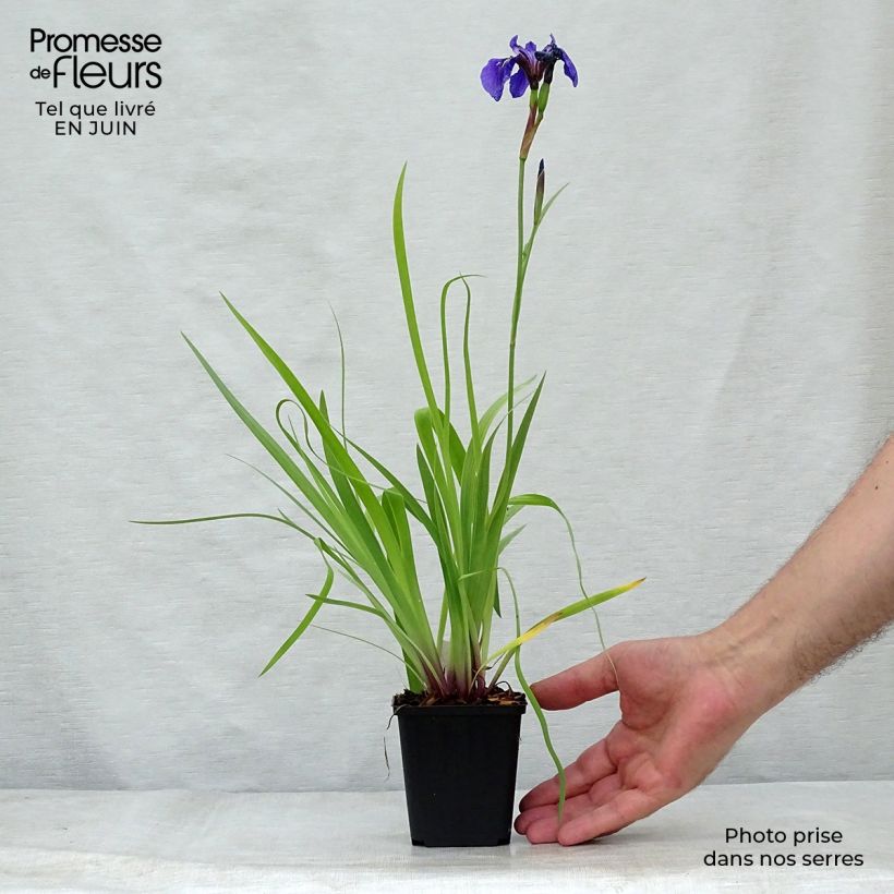 Iris setosa 8/9 cm pot sample as delivered in summer