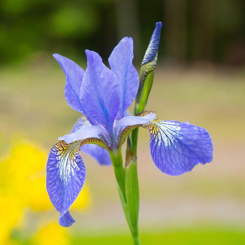 Iris sibirica Blue Moon (Flowering)
