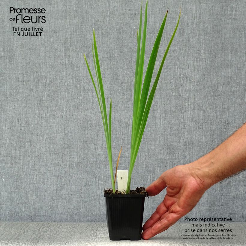 Iris sibirica Perrys Blue - Siberian Iris 8/9 cm pot sample as delivered in summer