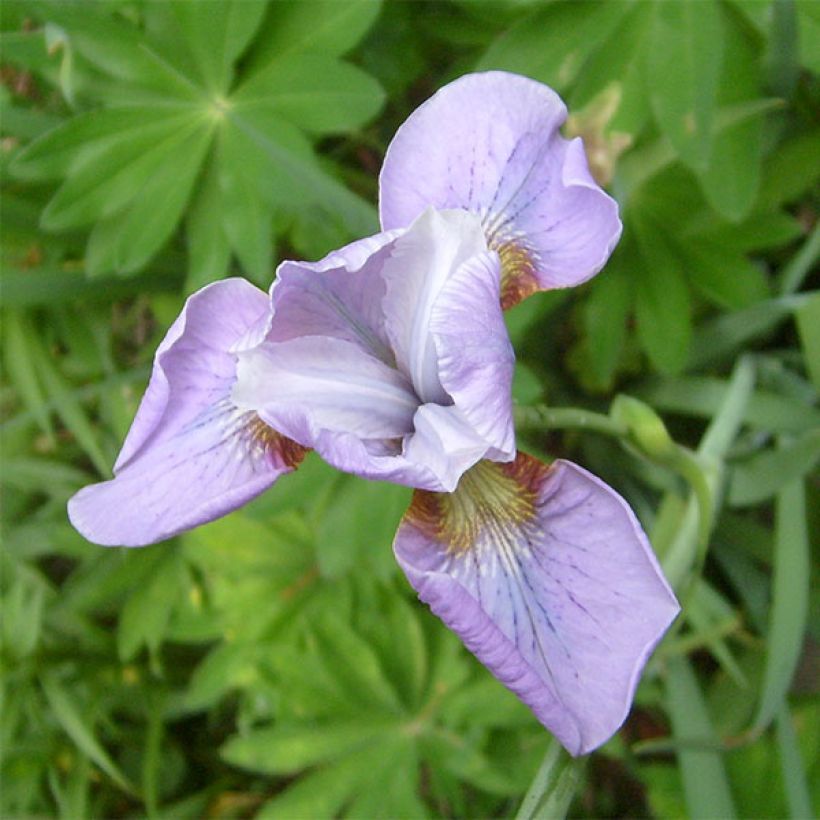 Iris sibirica Rikugi Sakura (Flowering)