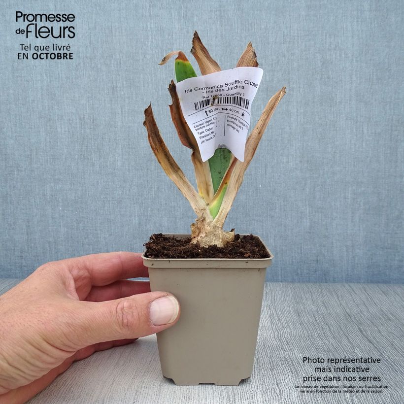 Iris Souffle Chaud - Tall Bearded Iris 8/9 cm pot sample as delivered in autumn