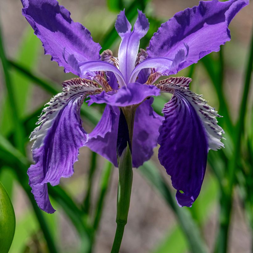 Iris tectorum (Flowering)