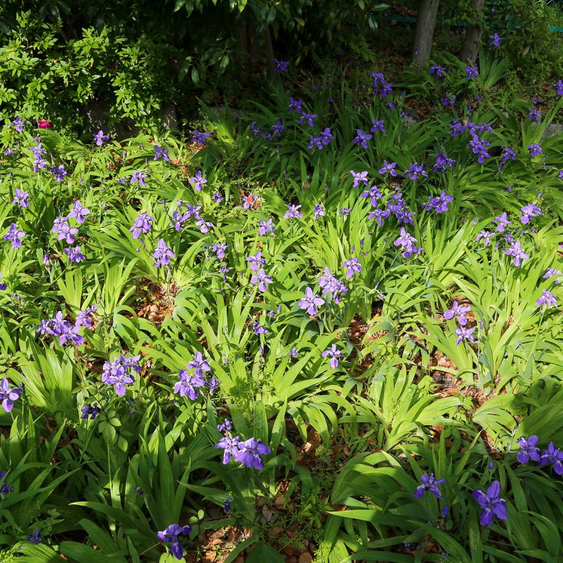 Iris tectorum (Plant habit)