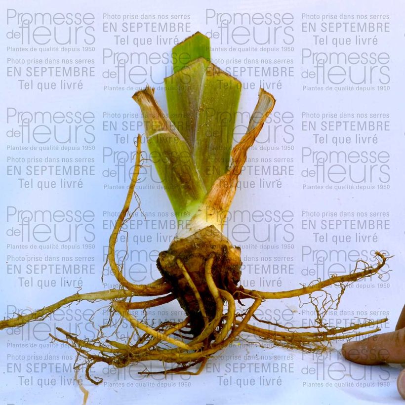 Example of Iris Total Recall 8/9 cm pot specimen as delivered