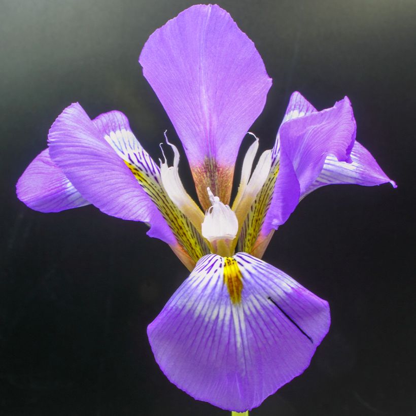Iris unguicularis - Algeria Iris (Flowering)