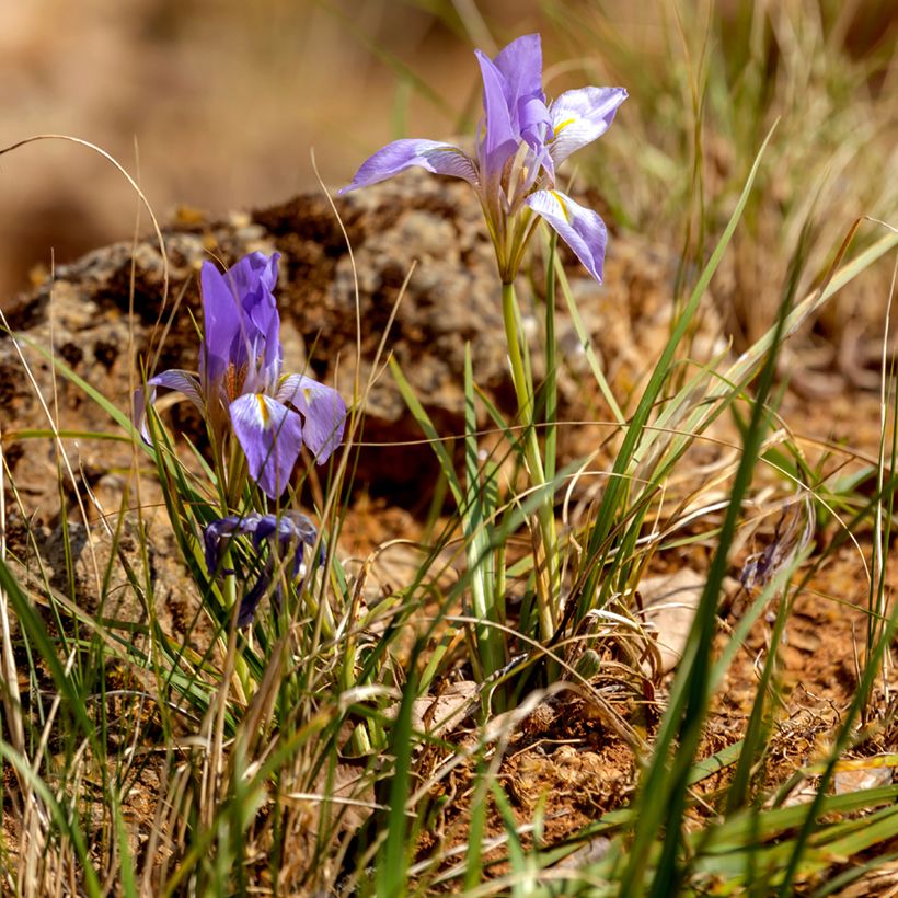Iris unguicularis - Algeria Iris (Plant habit)
