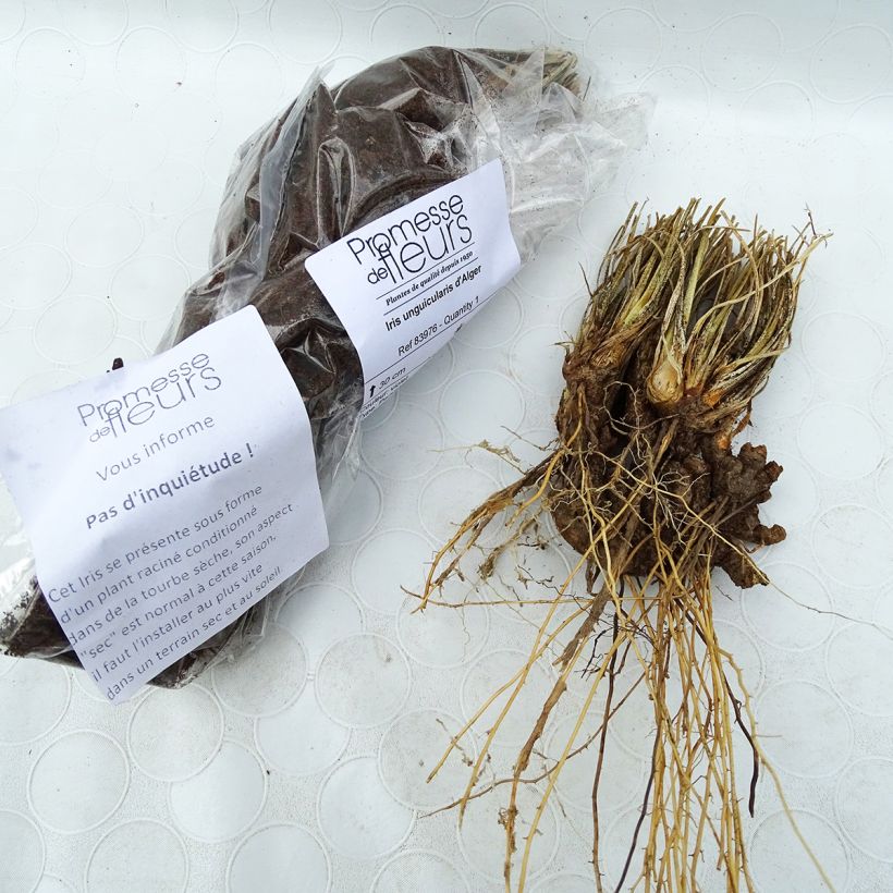 Example of Iris unguicularis - Algeria Iris Bulb size I specimen as delivered