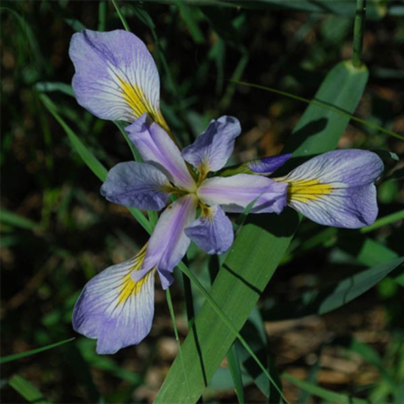 Iris versicolor - Water Iris (Flowering)