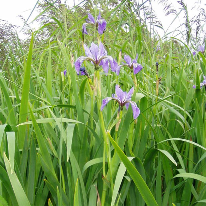 Iris versicolor - Water Iris (Plant habit)