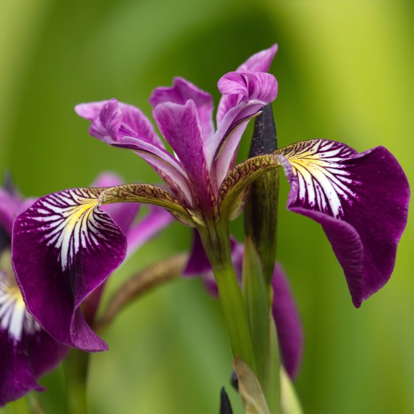 Iris versicolor Berlin Versilaev - Water Iris (Flowering)