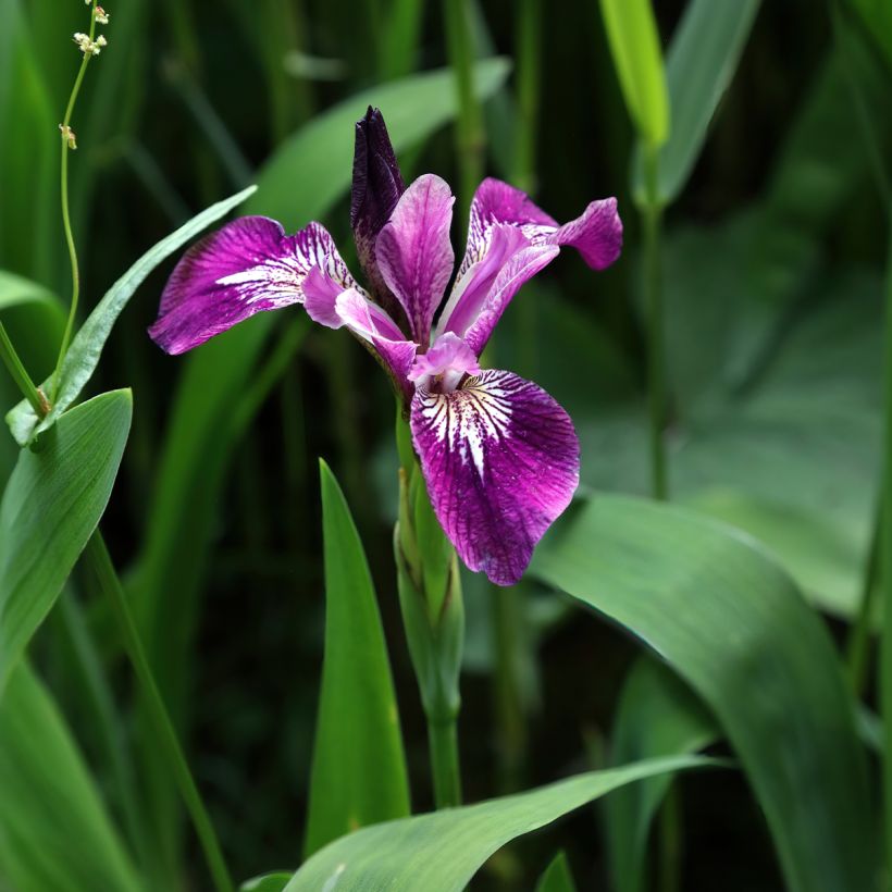 Iris versicolor Berlin Versilaev - Water Iris (Plant habit)