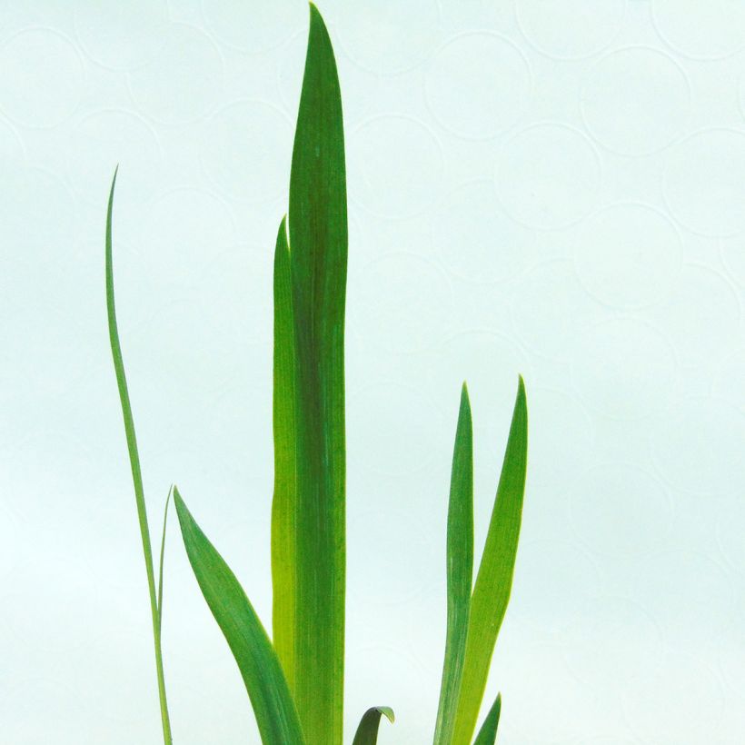 Iris versicolor - Water Iris (Foliage)