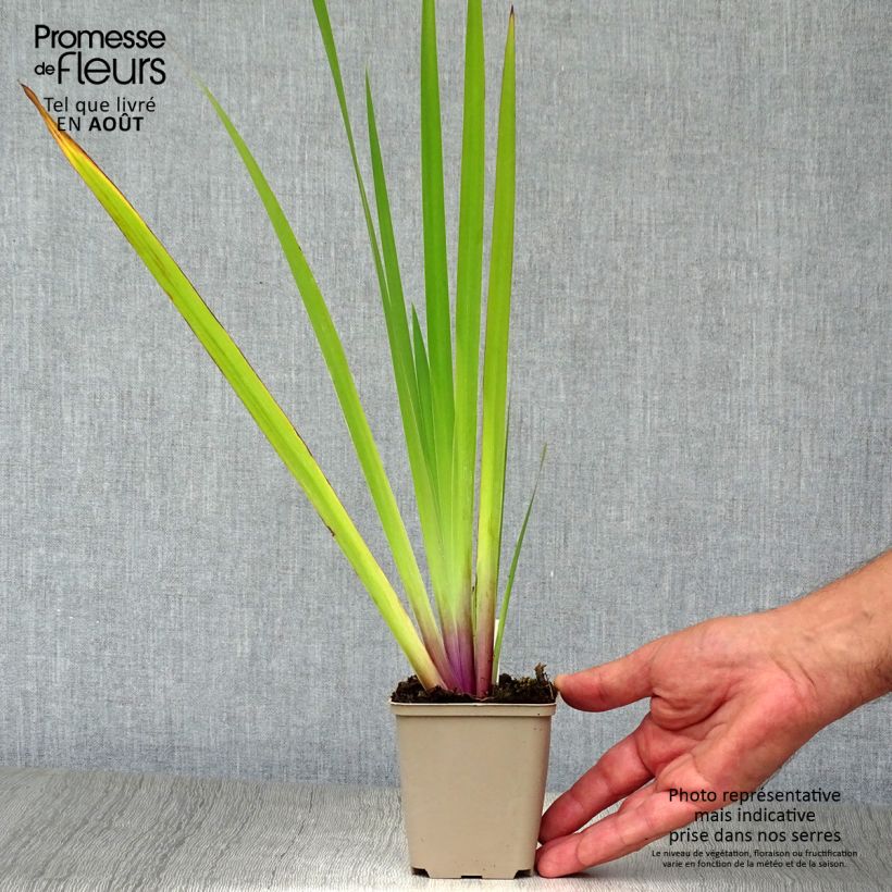 Iris versicolor - Water Iris 8/9 cm pot sample as delivered in summer