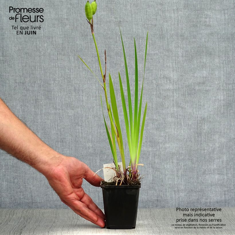 Iris versicolor Kermesina - Water Iris 8/9 cm pot sample as delivered in summer