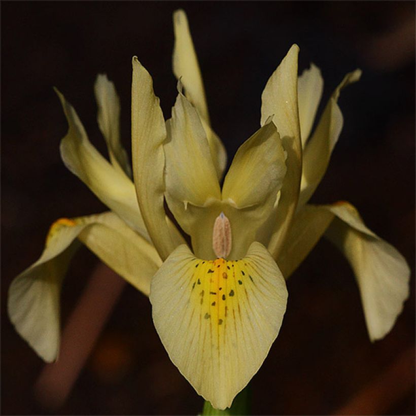 Iris winogradowii  (Flowering)