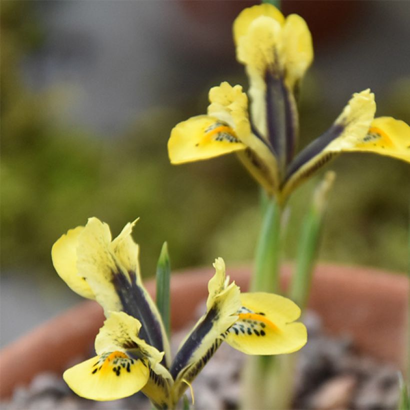 Iris reticulata Orange Glow (Flowering)
