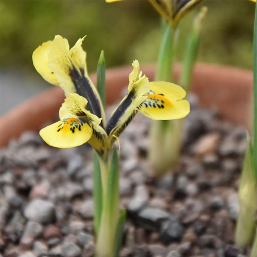Iris reticulata Orange Glow (Plant habit)