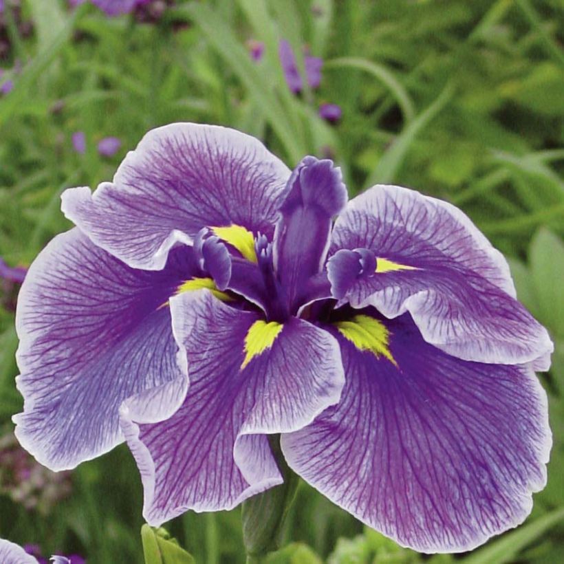 Iris ensata Crystal Halo - Japanese Water Iris (Flowering)