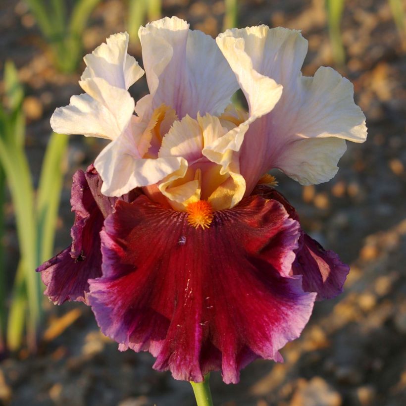 Iris germanica Dance Hall Dandy - Bearded Iris (Flowering)