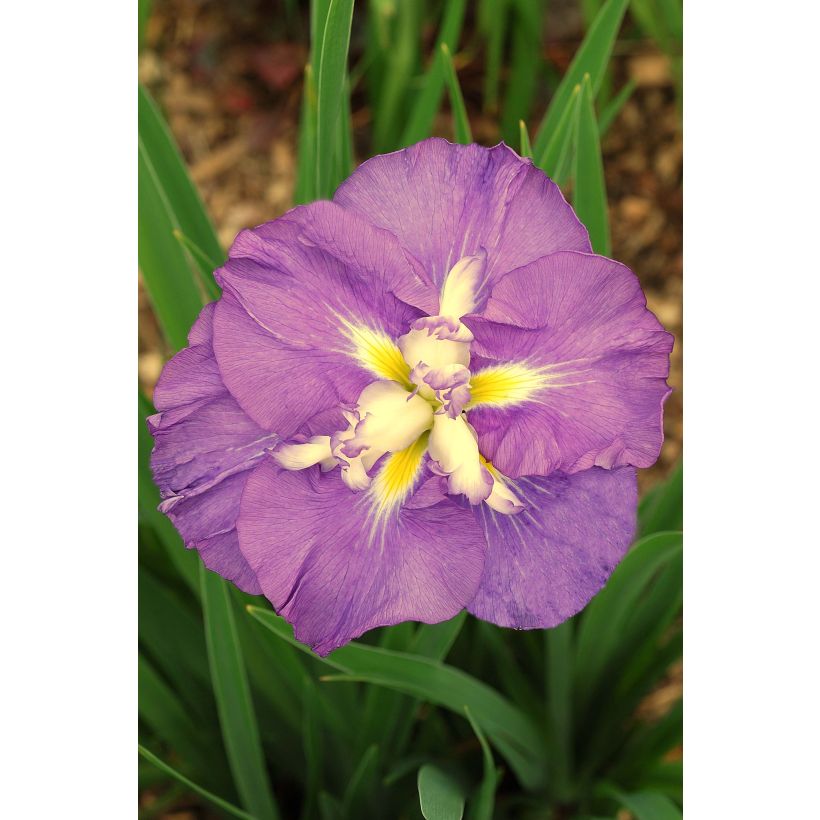 Iris ensata Center of Interest - Japanese Water Iris (Flowering)
