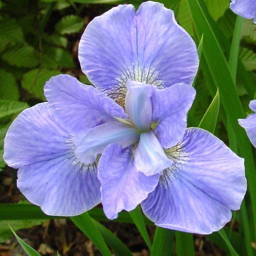 Iris sibirica Dear Delight - Siberian Iris (Flowering)