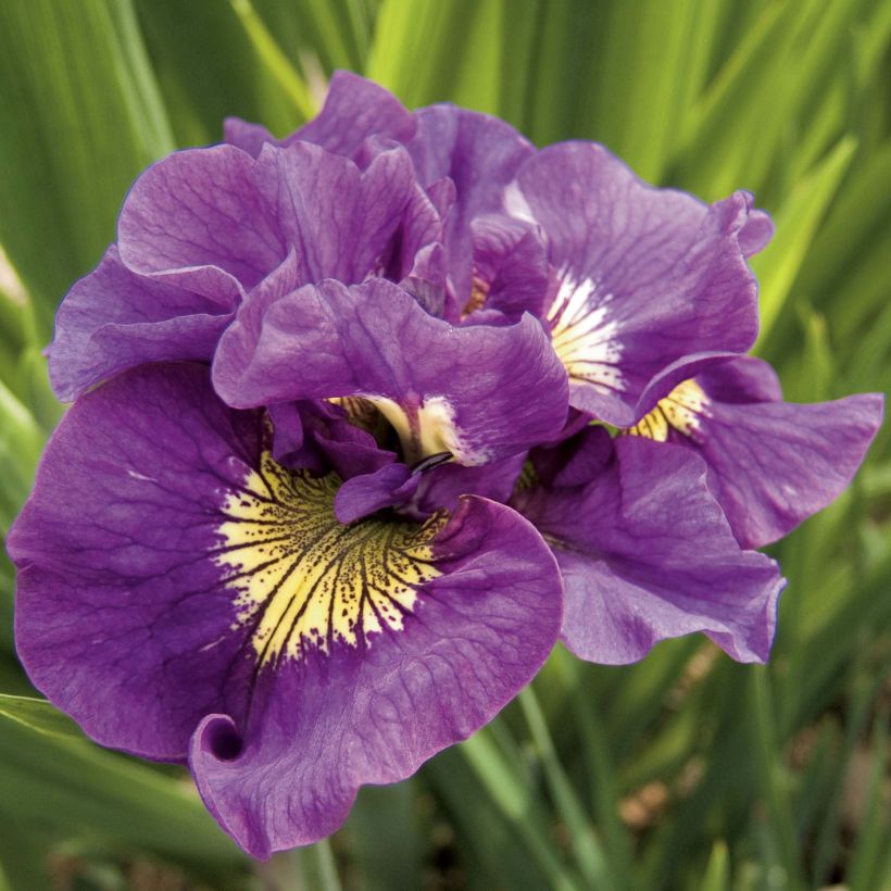 Iris sibirica Double Standard - Siberian Iris (Flowering)