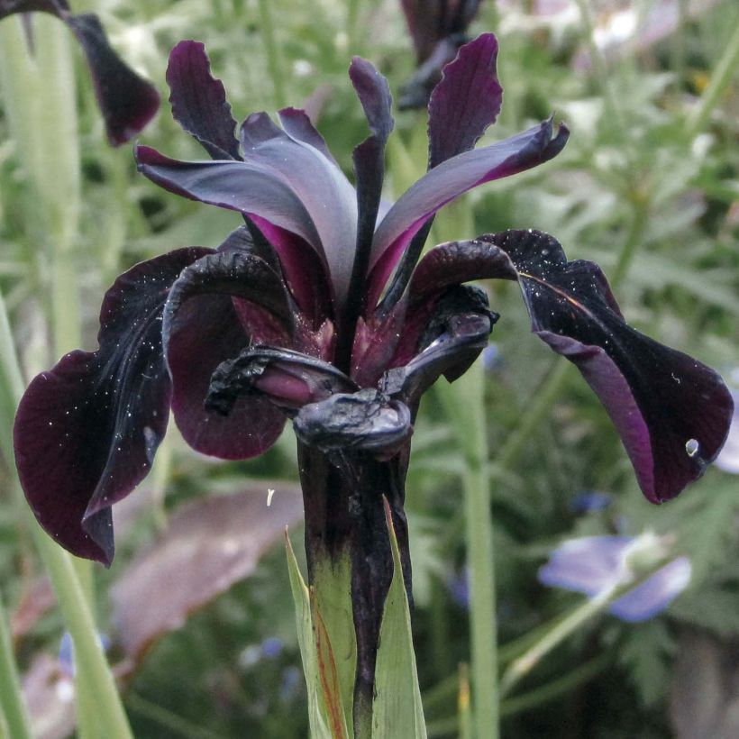 Iris chrysographes Black Knight - Black Iris (Flowering)