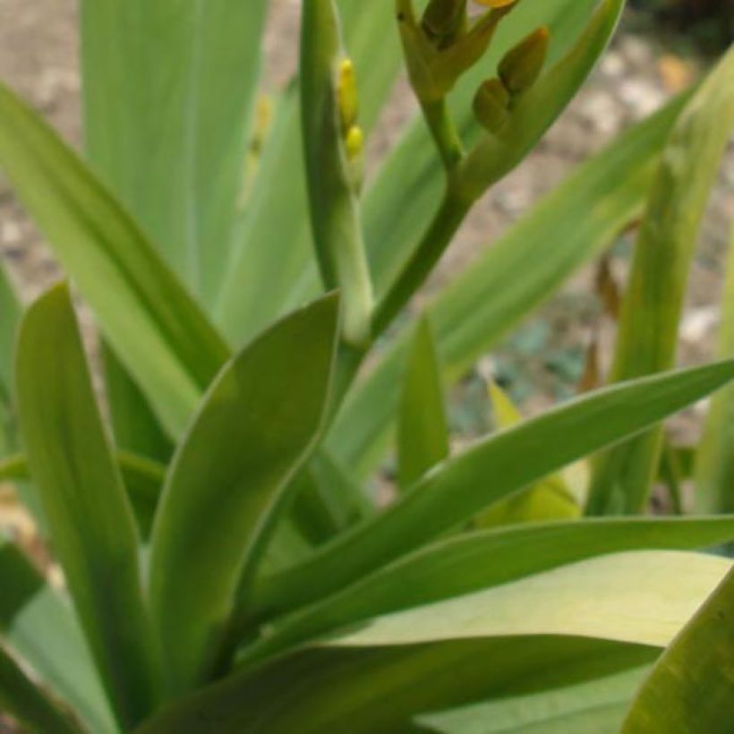 Belamcanda chinensis (Foliage)