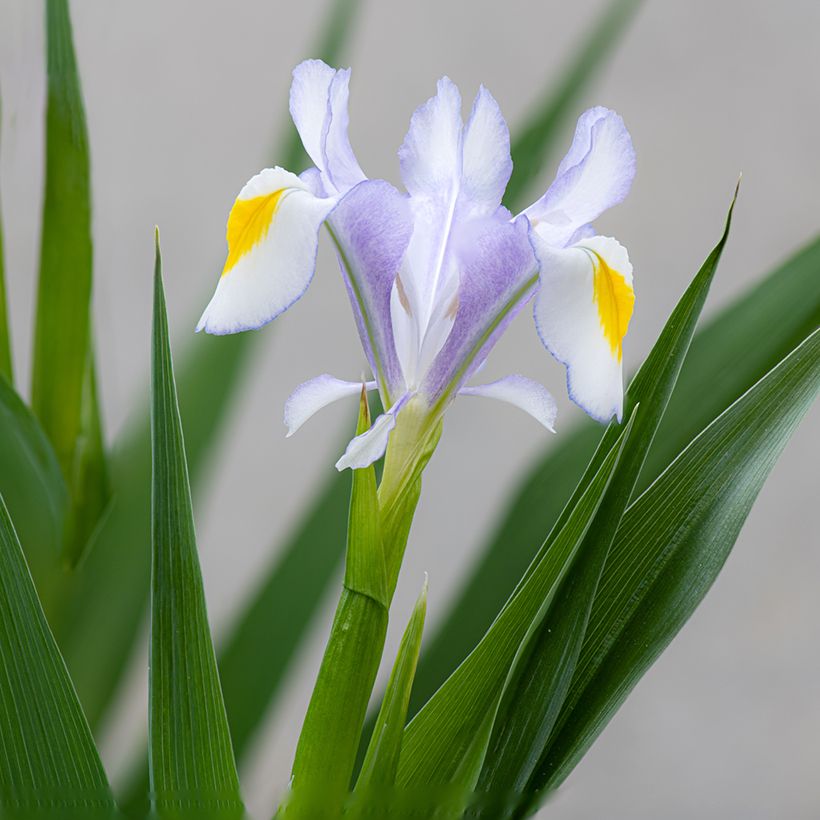 Iris magnifica  (Flowering)