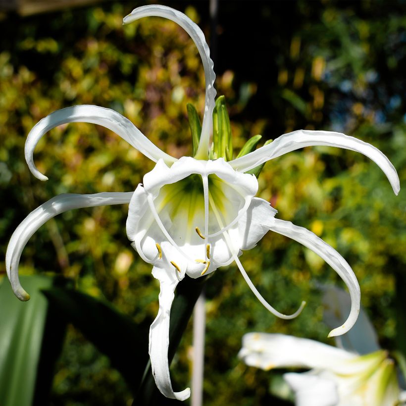 Hymenocallis festalis Blanche (Flowering)