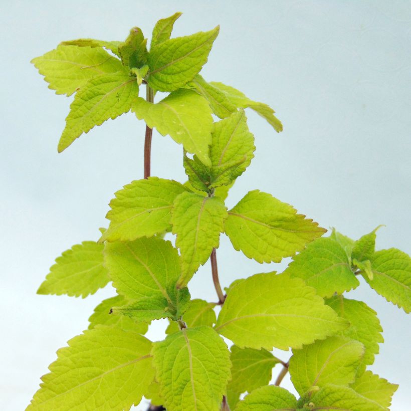 Isodon longituba (Foliage)