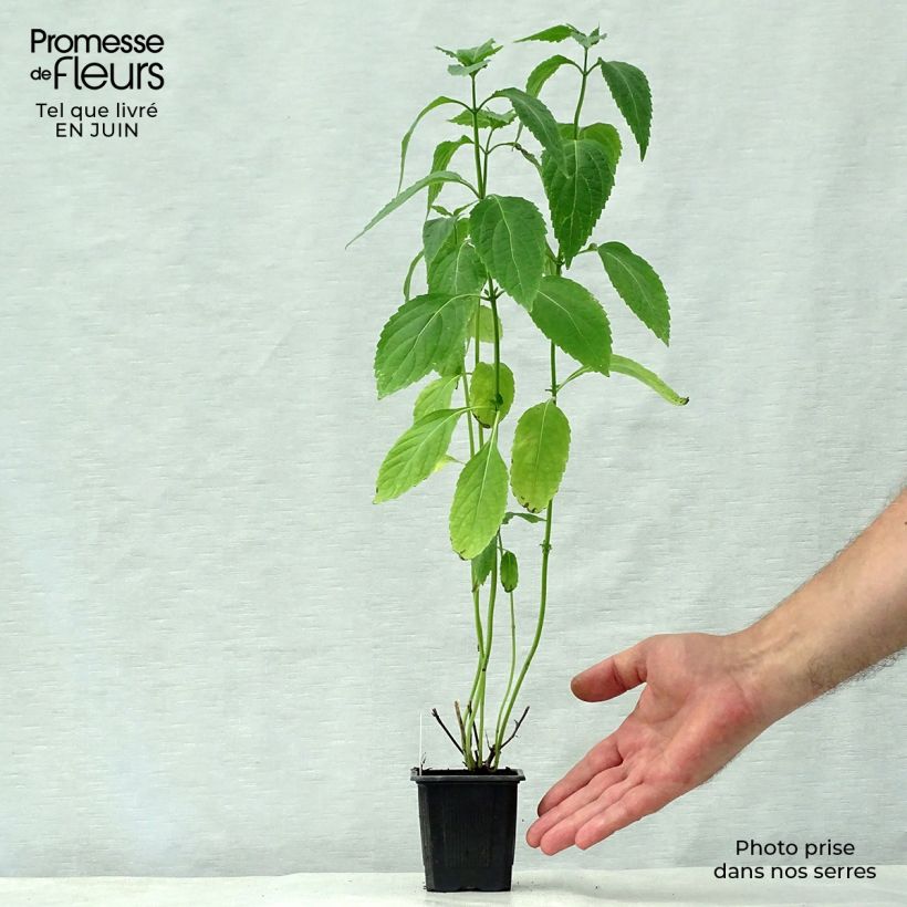 Isodon longituba 8/9 cm pot sample as delivered in summer