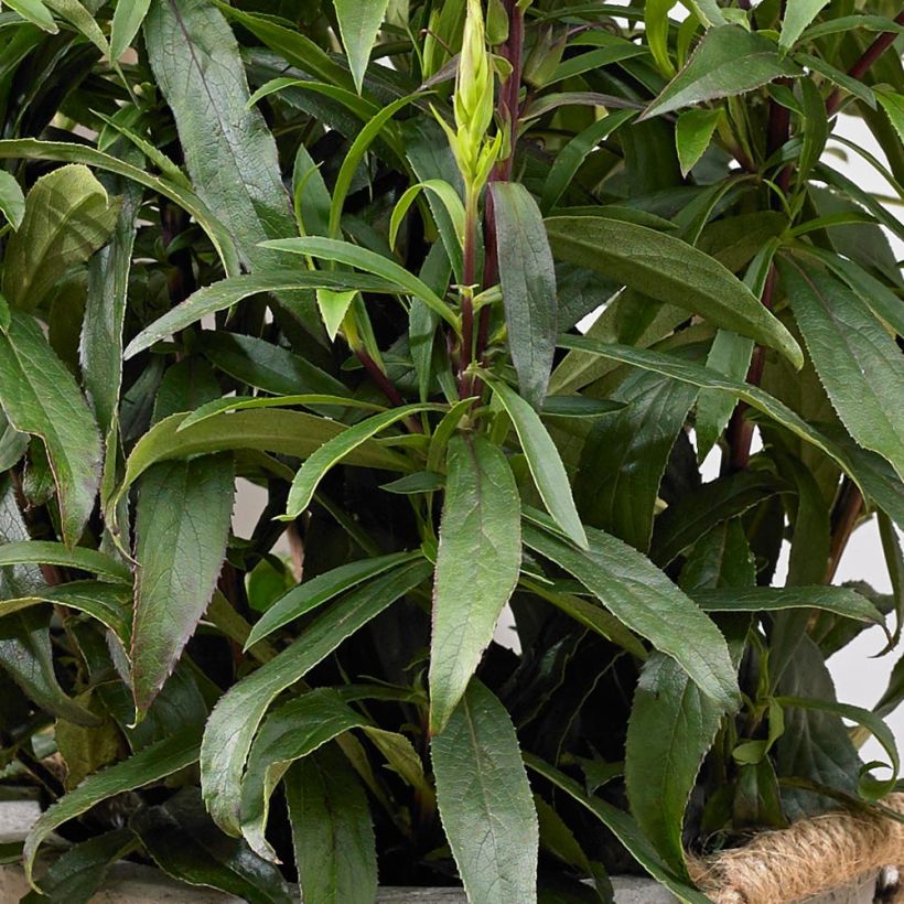 Isoplexis x isabelliana Bella (Foliage)