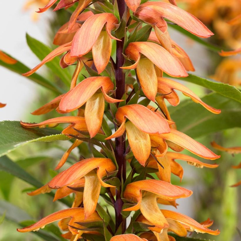 Isoplexis x isabelliana Bella (Flowering)