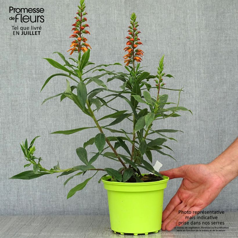 Isoplexis x isabelliana Bella 2L/3L pot sample as delivered in summer