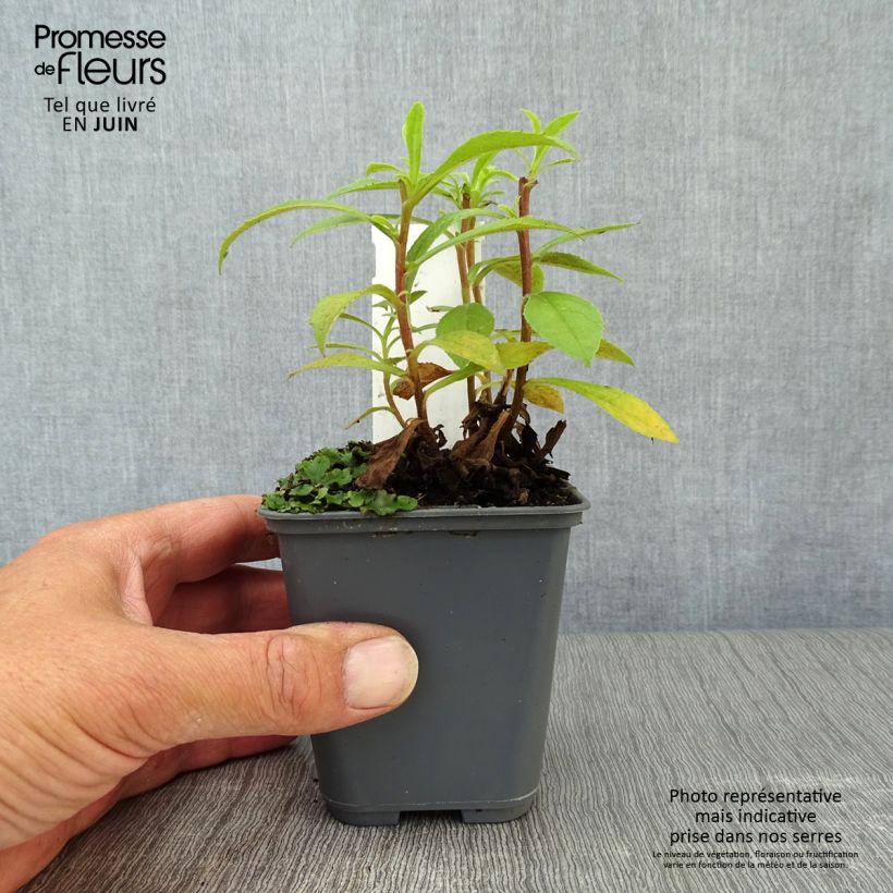 Isoplexis x isabelliana Bella 8/9 cm pot sample as delivered in summer