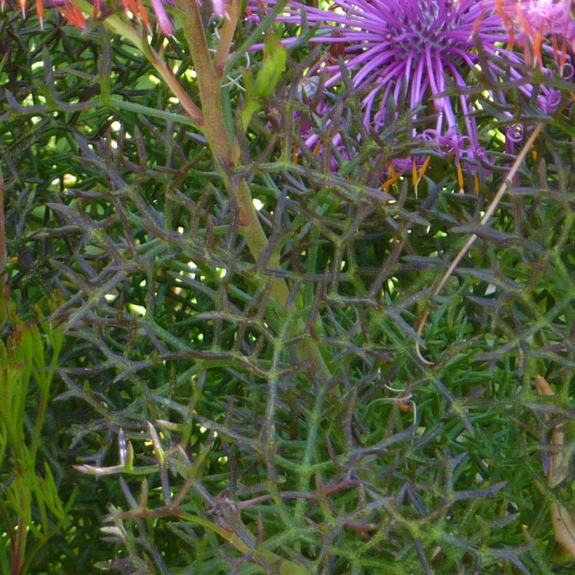 Isopogon formosus (Foliage)