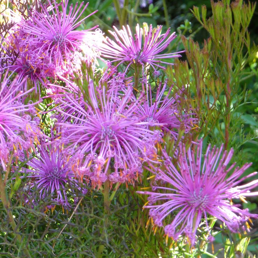 Isopogon formosus (Flowering)