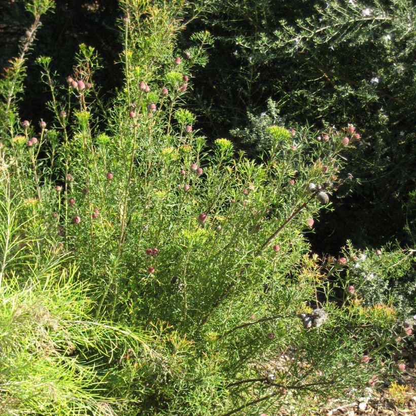 Isopogon formosus (Plant habit)