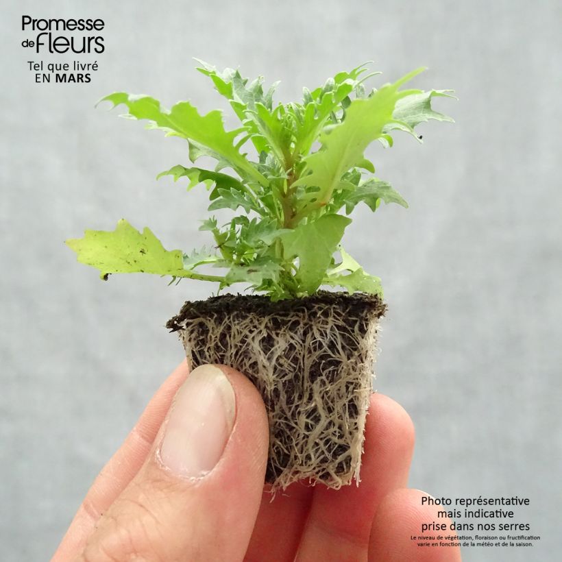 Isotoma axillaris Tristar Deep Blue - Rock Isotome Plug plants 3.8 x 3.2cm - Tray of 16 sample as delivered in spring