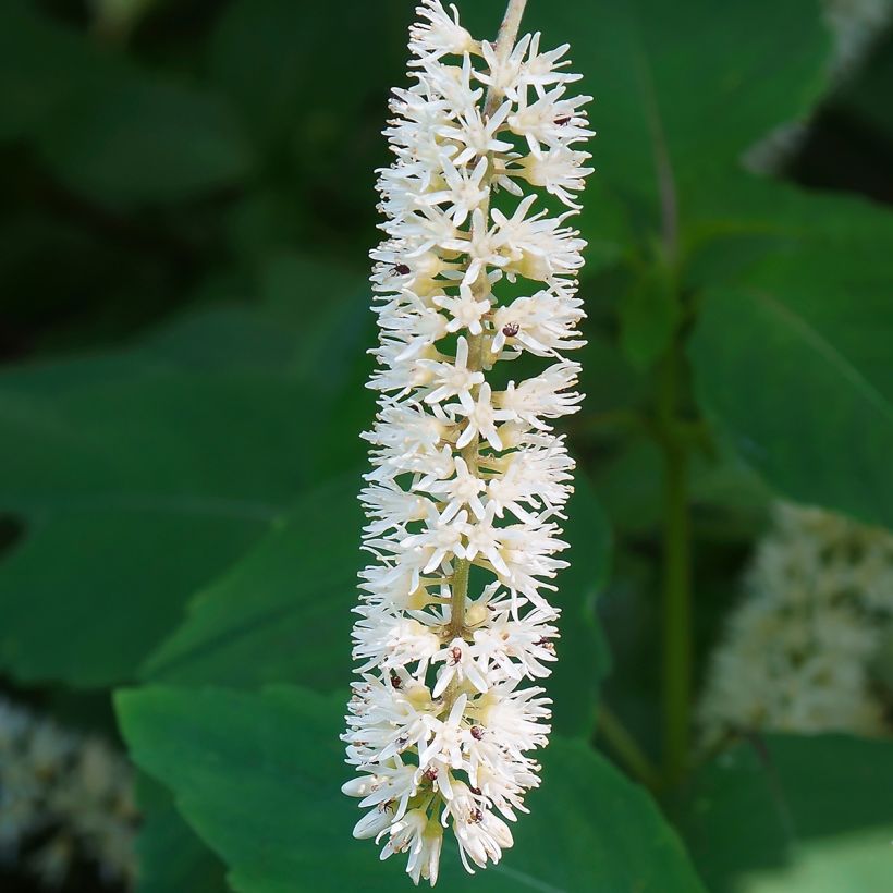 Itea virginica Love Child (Flowering)