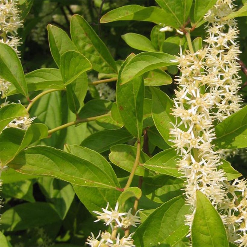 Itea virginica Little Henry (Foliage)