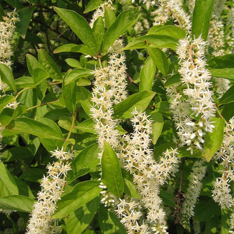 Itea virginica Little Henry (Flowering)