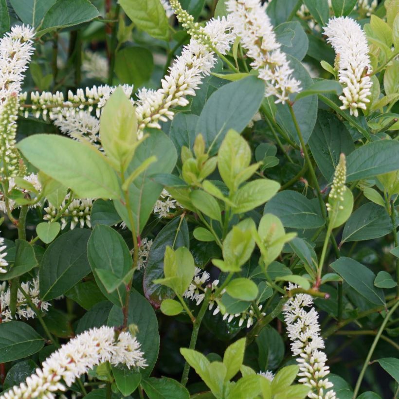 Itea virginica Scentlandia (Foliage)